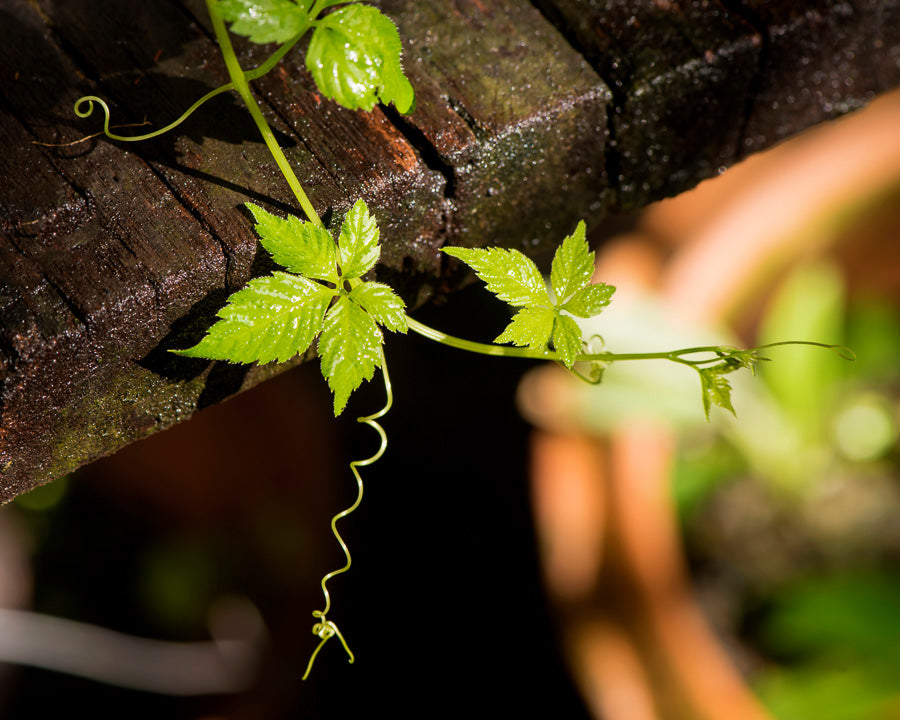 Herb Jiaogulan (Gynostemma pentaphyllum): A Natural Boost for Heart Health, Vitality, and Gym Performance